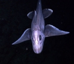 Ikan Chimaera