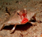 Batfish Bebibir Merah