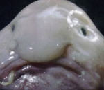Blobfish