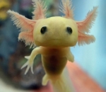 Axolotl