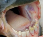 Ikan Pacu