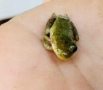 Temukan Katak Mata Satu