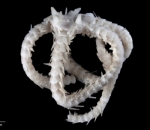 Brittle Star (Bintang Rapuh)