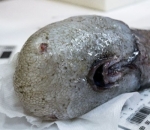 Faceless Fish (Ikan Tanpa Wajah)