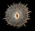 Anthozoa