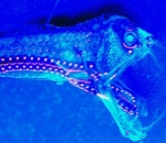 Viperfish