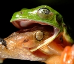 Katak dan Ular Saling Memakan