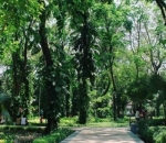 Taman-Taman Hijau yang Memikat