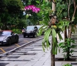 Bunga-Bunga Bermekaran di Kawasan Pedestrian