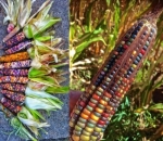 Jagung dengan Biji Pelangi