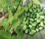 Cucamelon Melibatkan Tiga Jenis Buah