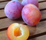 Rekayasa Genetika Peach, Apricot dan Plum menghasilkan Peacotum 