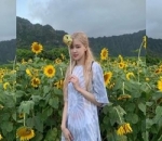 Kecantikan Rose Mengalahkan Bunga Matahari
