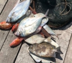 Ikan Tangkapan Hamish Daud?