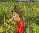 <i>Stunning</i> di tengah kebun cabai