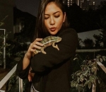Pemberani abis