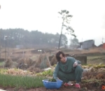 Kebun Milik Keluarga