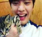 Pecinta kucing