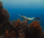 <i>free diving</i> 