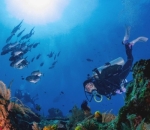 Menjelajahi laut