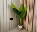 Pohon pisang di pojok kamar