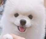 Pegangan Tangan Imut