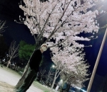 Nikmati <i>Cherry Blossom</i> di Malam Hari
