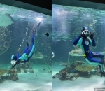 Berenang di Aquarium Raksasa