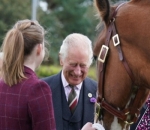 Rayakan 300 Tahun Kuda Clydesdale