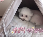 Rumah Anjing