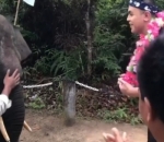 Sambutan Hangat Gajah