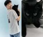 Sosok Kucing Idaman