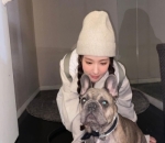 Gak Takut Sama French Bulldog