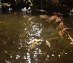Kolam Ikan