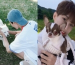 Pecinta Anjing