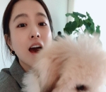 Pecinta Anjing