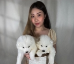 Dog Lover Garis Keras