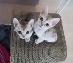 Rawat Kucing Sejak Kitten