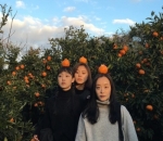 Ke Kebun Jeruk Hallim