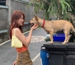 Main Dengan Anjing