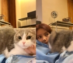 Cinta dengan Kucing-kucingnya