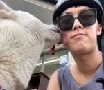 Santuy di Cium Anjing
