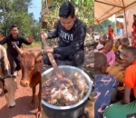 Berikan Dua Ekor Sapi