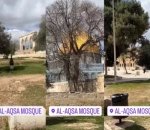 Kunjungi Al-Aqsa