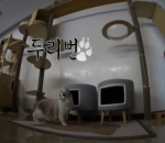 Cat Friendly