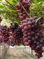 Bak Surga Buah Desa Di Bantul Ini Dipenuhi Anggur Bak Surga Buah Desa Di Bantul Ini Dipenuhi Anggur