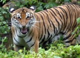 Ketua Departemen Kehutanan Malaysia Ramai Dihujat Usai Sebut Deforestasi Baik untuk Harimau