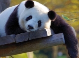 Penemuan Fosil kuno di Tiongkok Bantu Peneliti Pahami Misteri Ibu Jari Palsu Panda