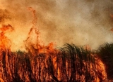 Panik-Loncat dari Kereta Saat Dikepung Kebakaran Hutan di Spanyol, 20 Penumpang Alami Luka Bakar