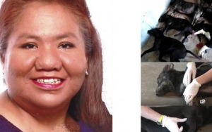Tragis Banget, Wanita Oklahoma Tewas Seketika Setelah Diserang 7 Anjing Kecil